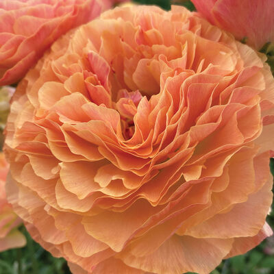 Romance&trade; Buzet&reg; Ranunculus