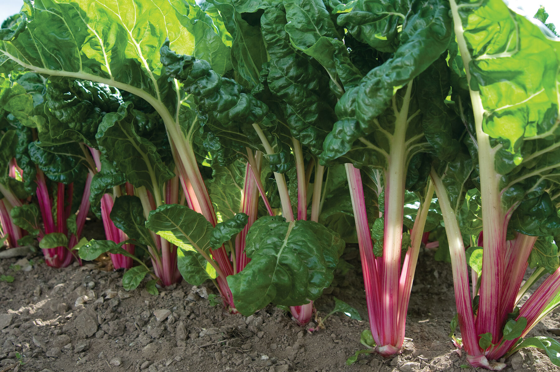 Peppermint Swiss Chard