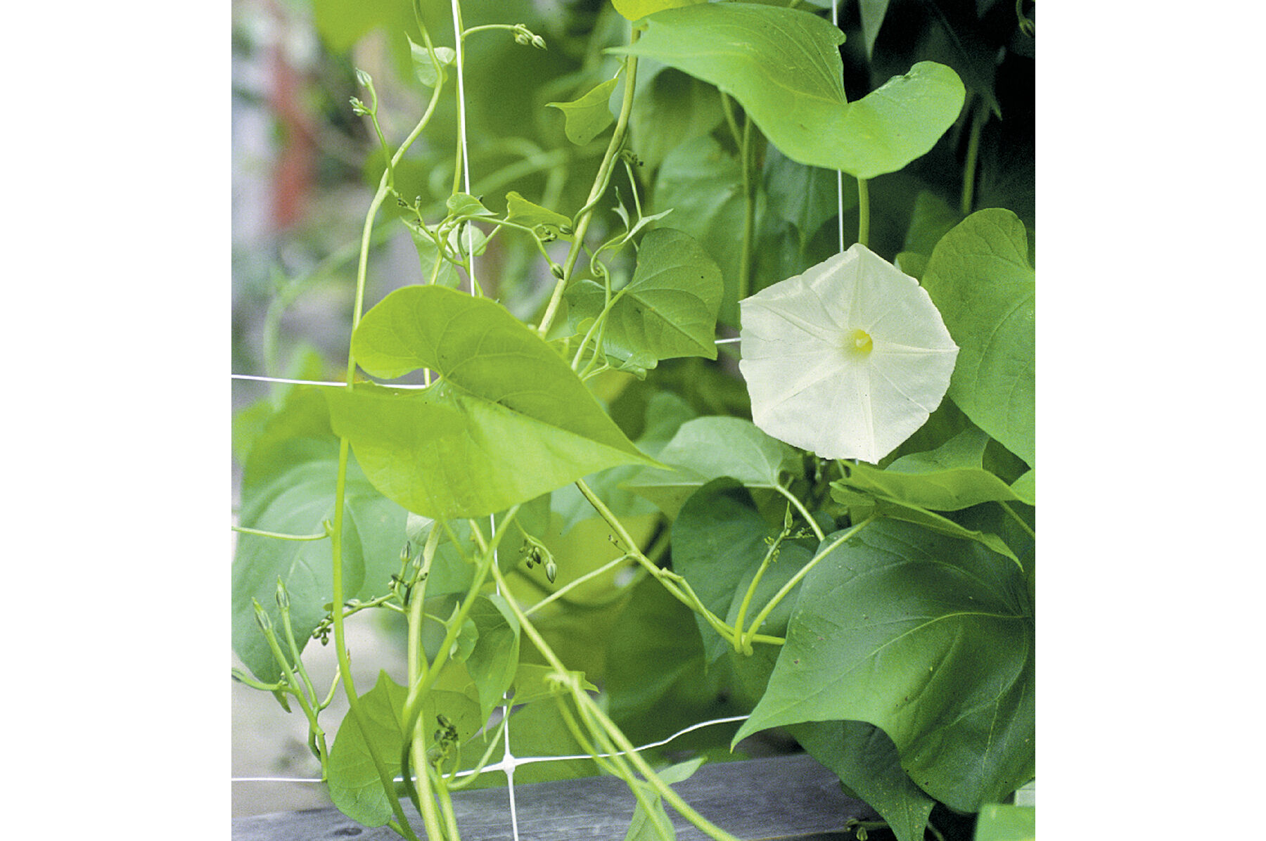 Hortonova FG &ndash; 79" x 3,280' Trellis Netting