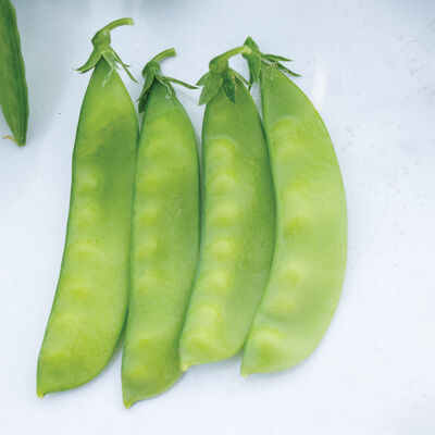 Oregon Sugar Pod II Snow Peas