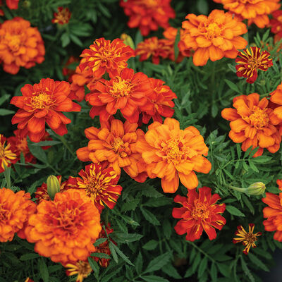 Durango Red French Marigolds
