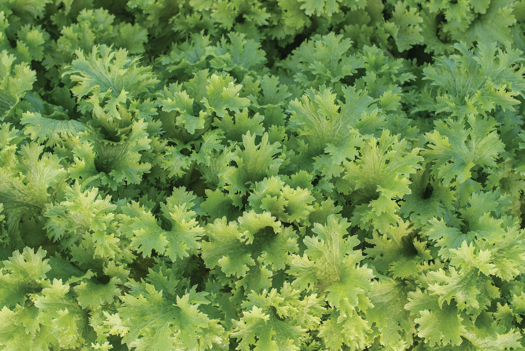 Wasabina Mustard Greens