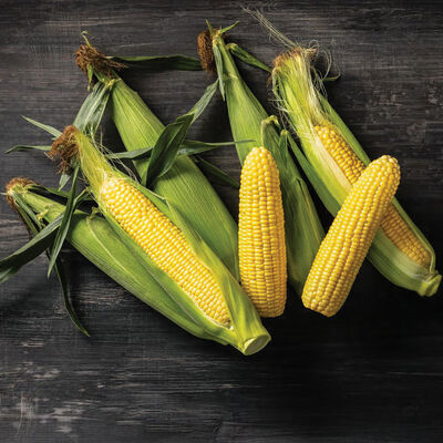 Icon XR Sweet Corn