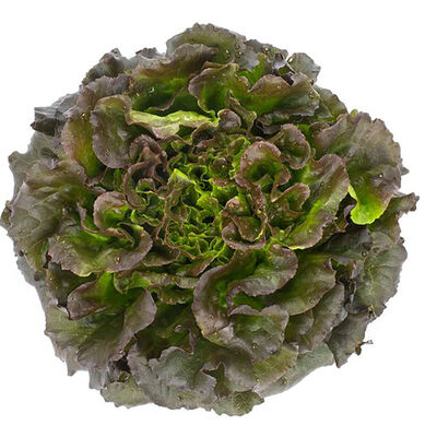 Salanova® Red Batavia Salanova® Lettuce