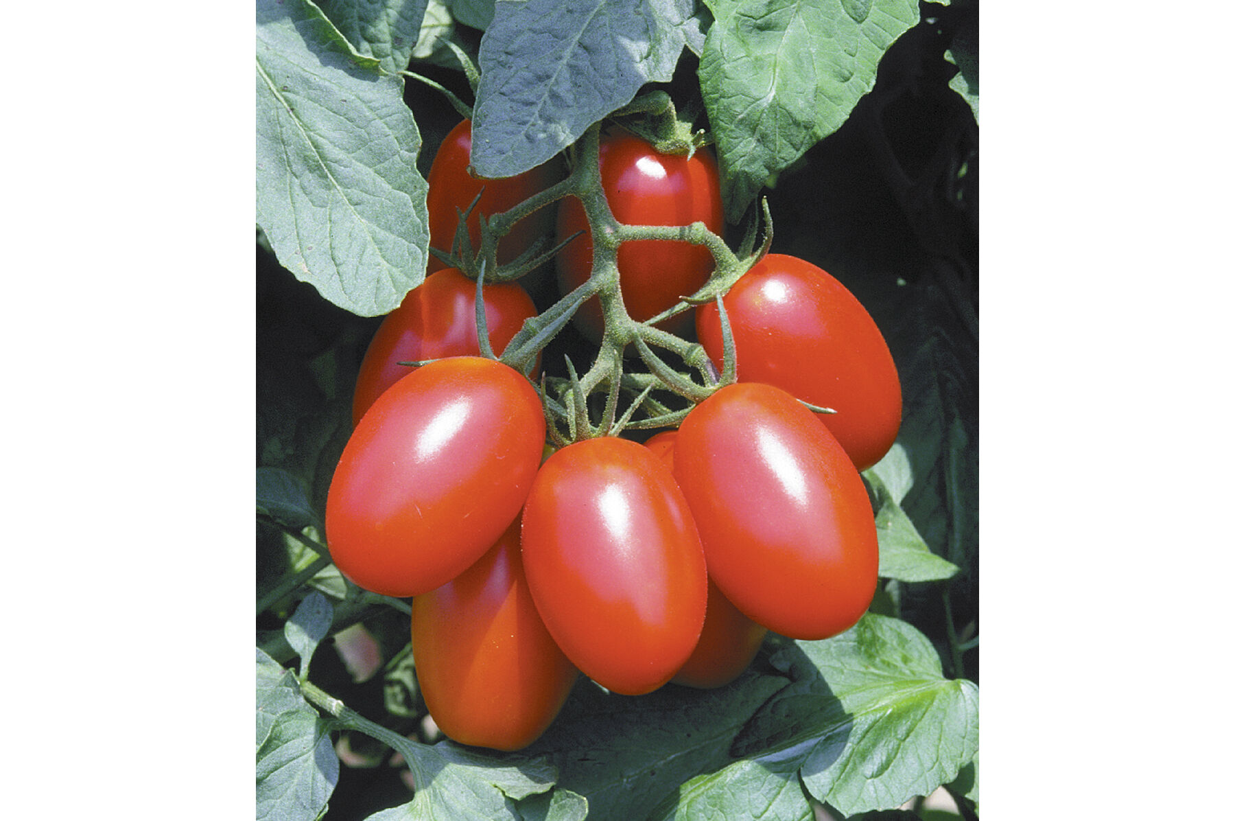 Juliet Paste Tomatoes