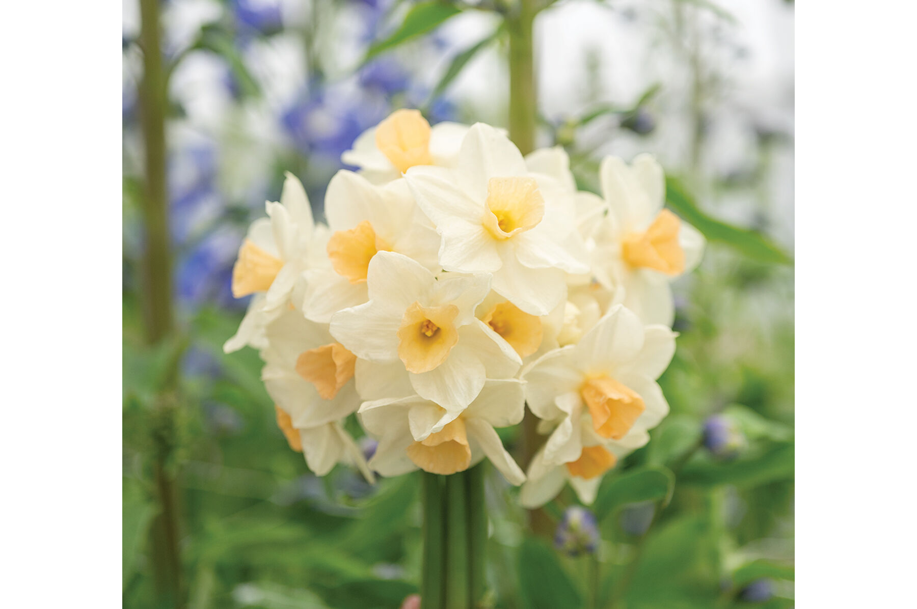 Kapiti&reg; Peach Narcissus