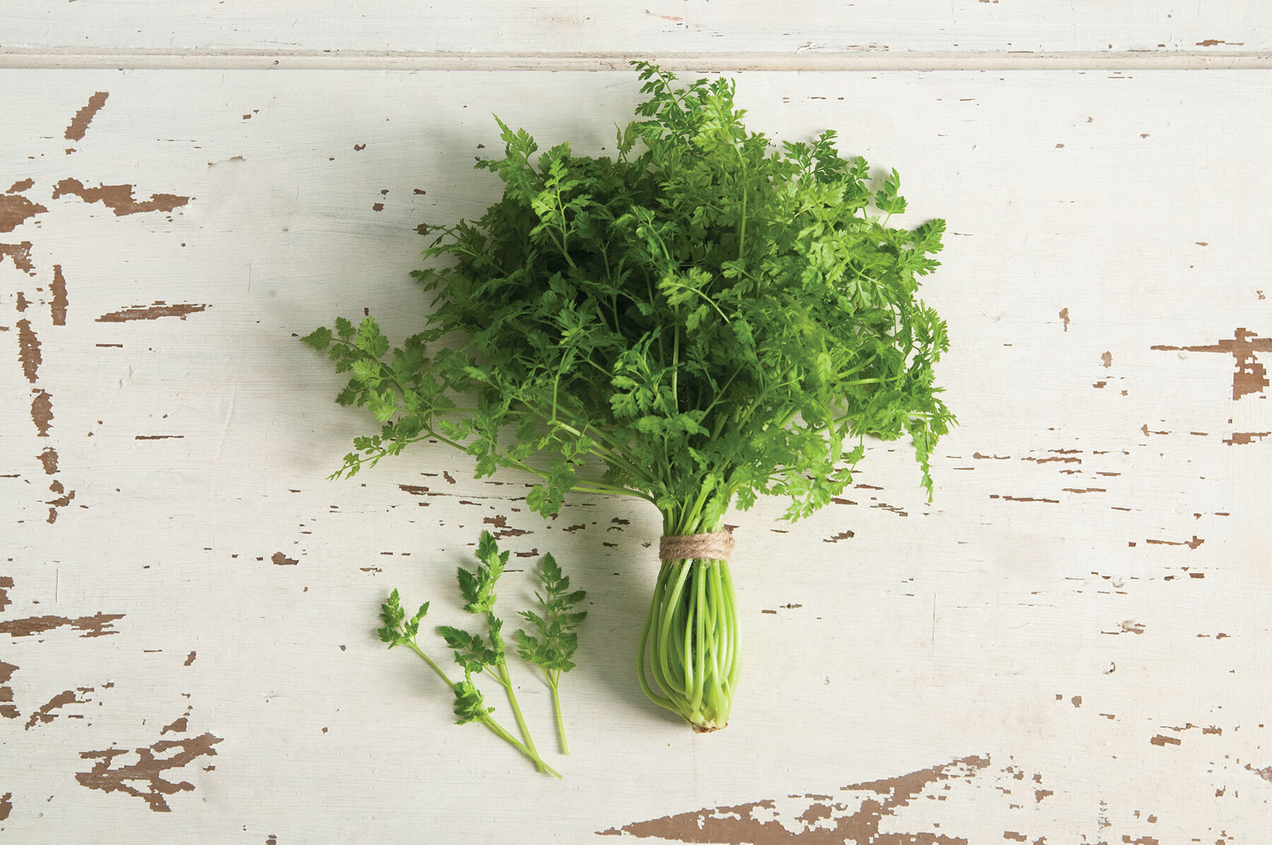 Fine Curled Chervil