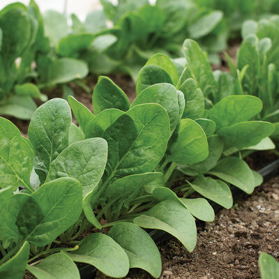 Auroch Smooth-Leaf Spinach