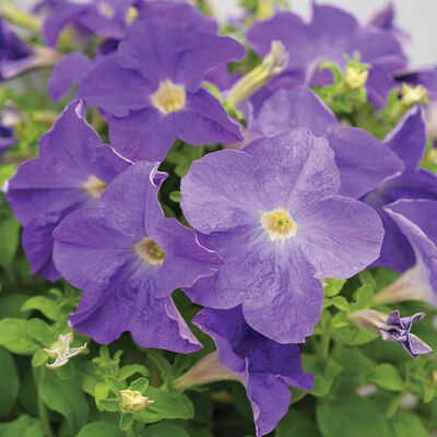 Dreams™ Sky Blue Petunia