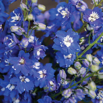 Magic Fountains Mid Blue White Bee Delphinium