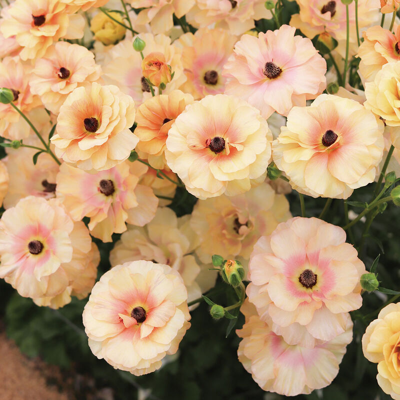 Butterfly&trade; Vestalis&reg; Ranunculus