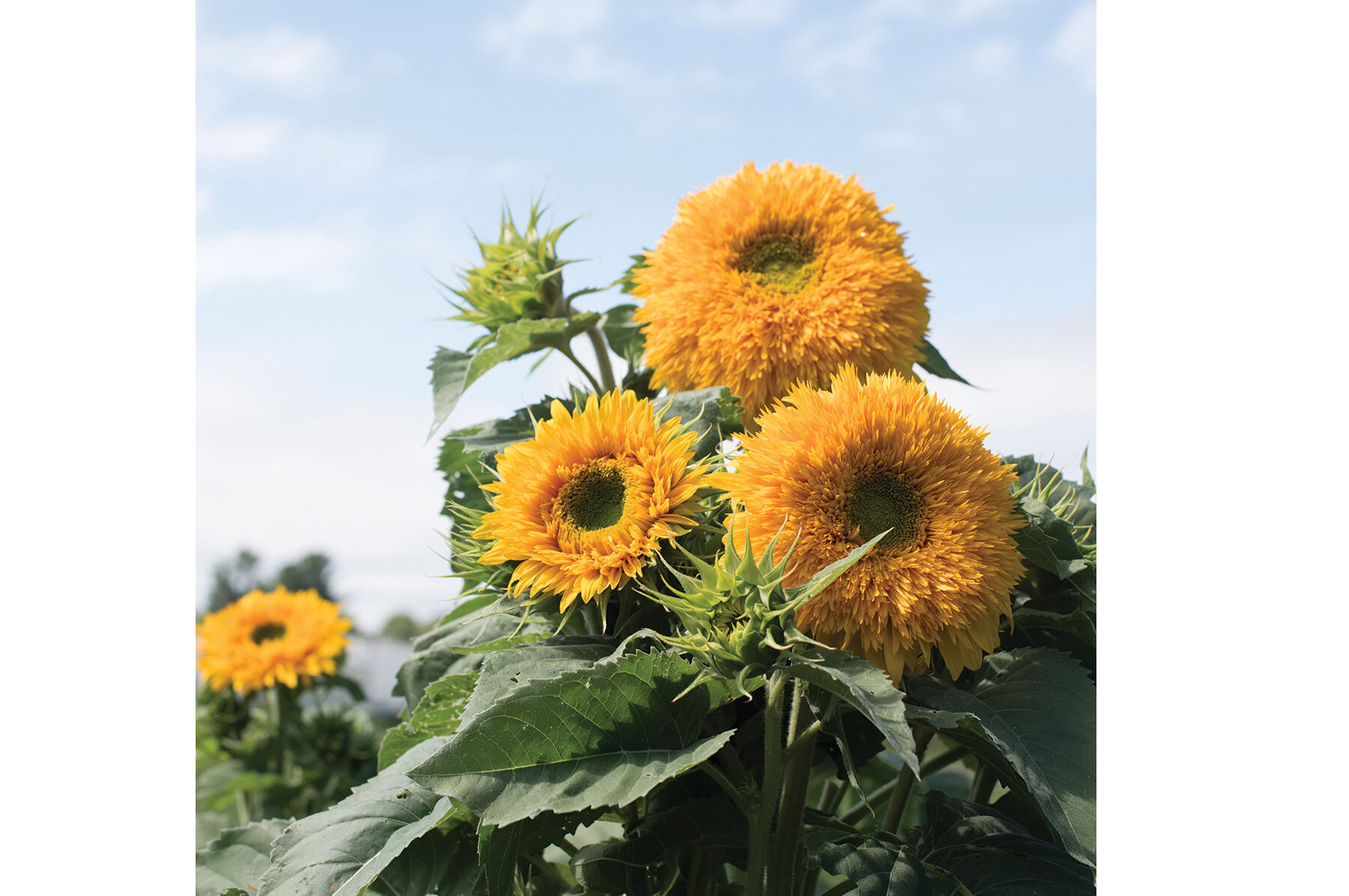 Goldy Double Tall Sunflowers