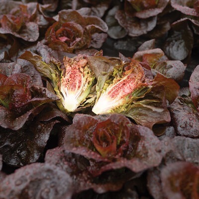 Volcana Bibb Lettuce