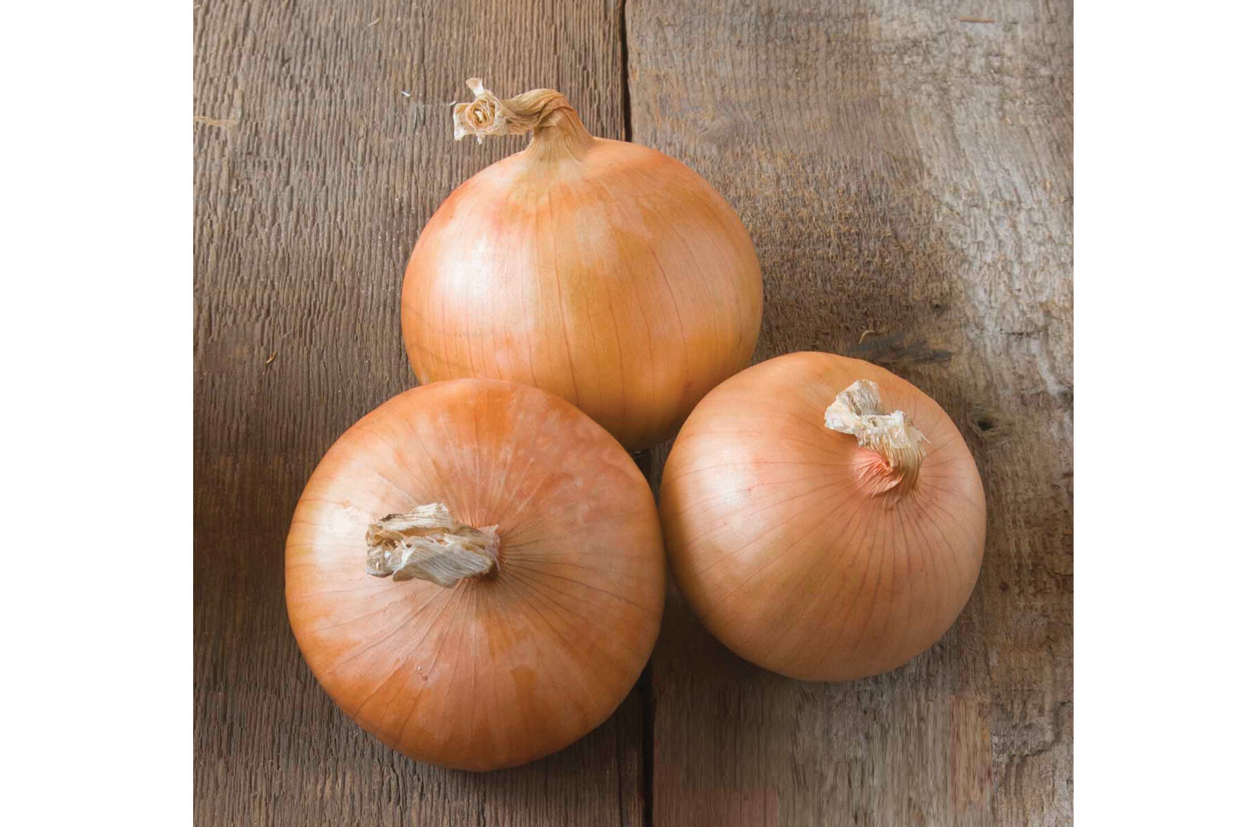 Candy Onion Plants & Sets