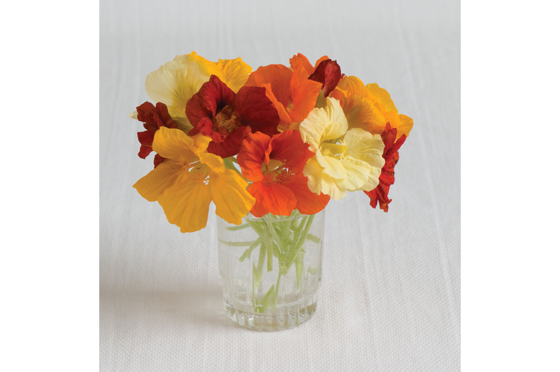 Jewel Mix Nasturtium