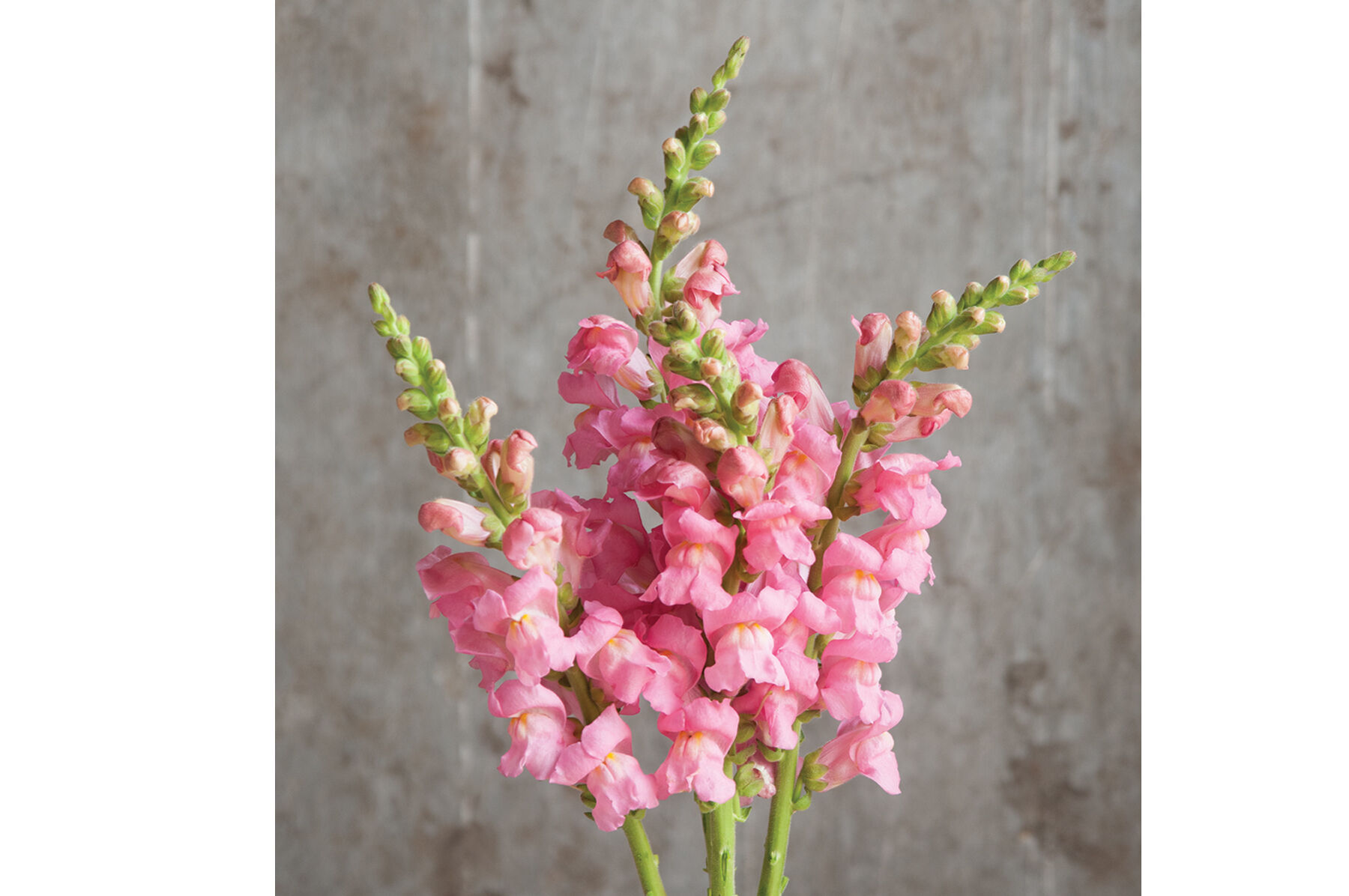 Potomac Pink Snapdragon