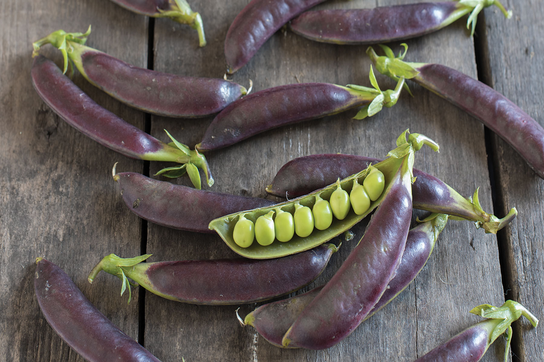 Royal Snap II Snap Peas
