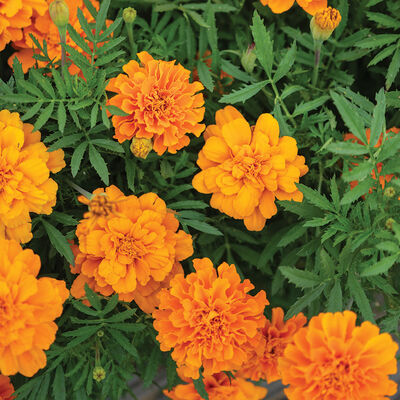 Durango Tangerine French Marigolds