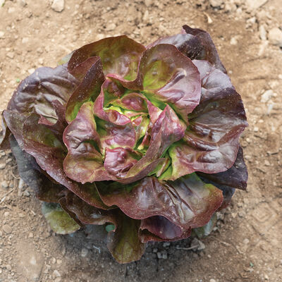 Marciano Butterhead Lettuce (Boston)