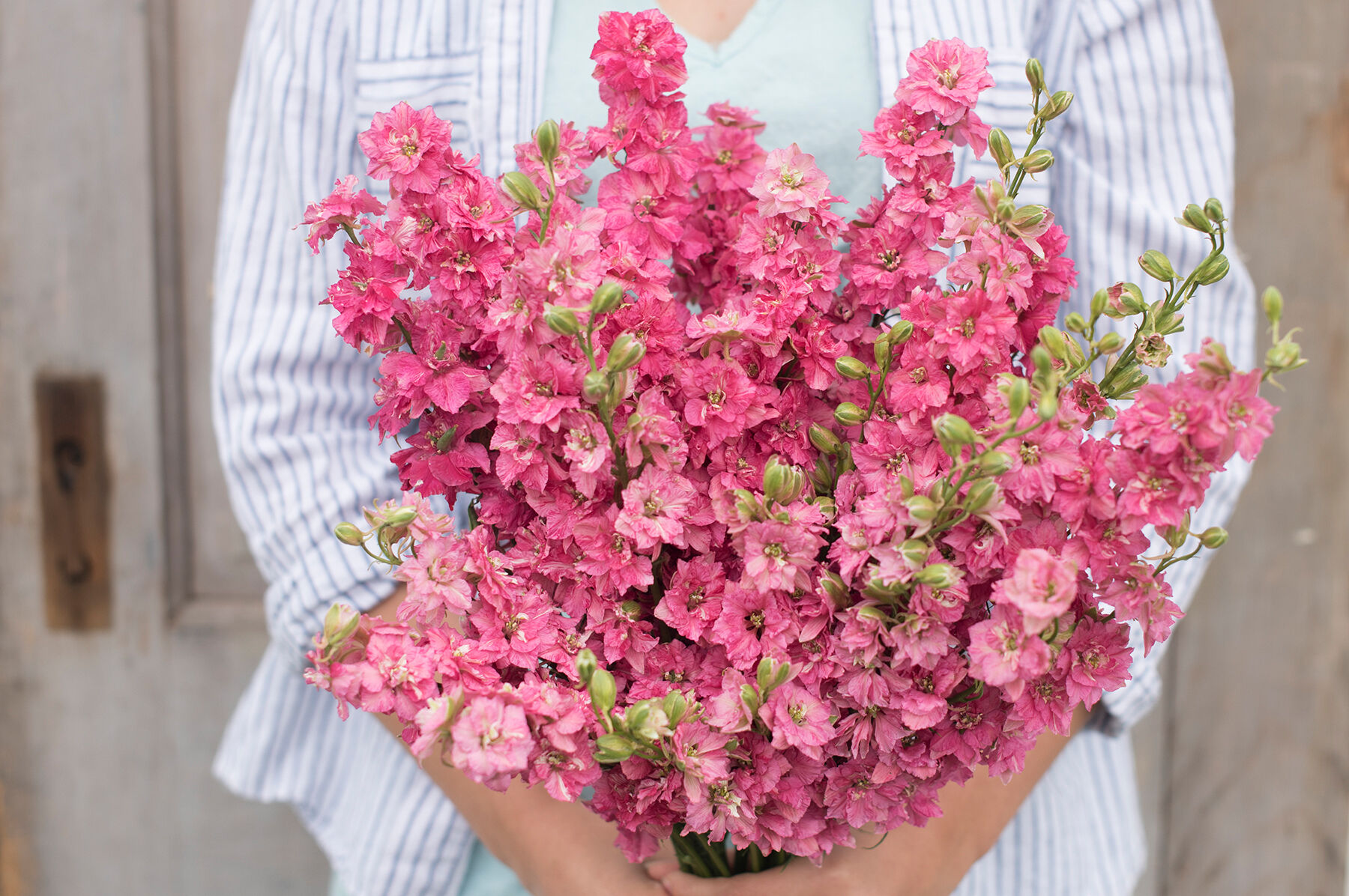 QIS&trade; Carmine Larkspur