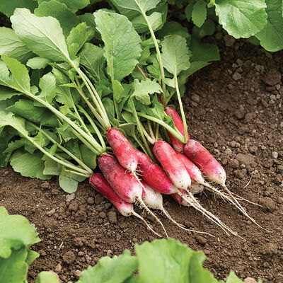 French Breakfast Long French Radishes