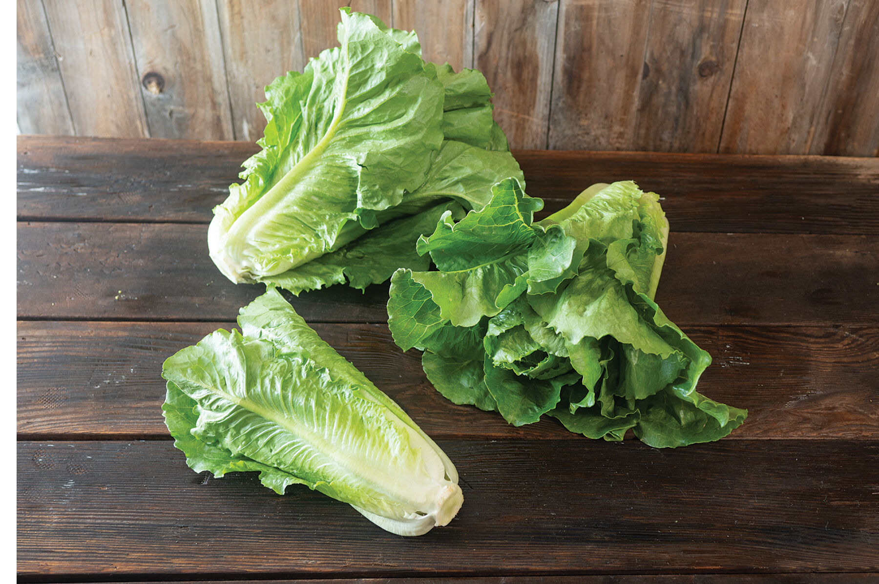 Sunland Romaine Lettuce (Cos)