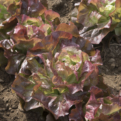 Red Cross Butterhead Lettuce (Boston)