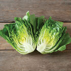 Bigelow Romaine Lettuce (Cos)