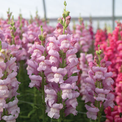 Maryland Lavender I–II Snapdragon