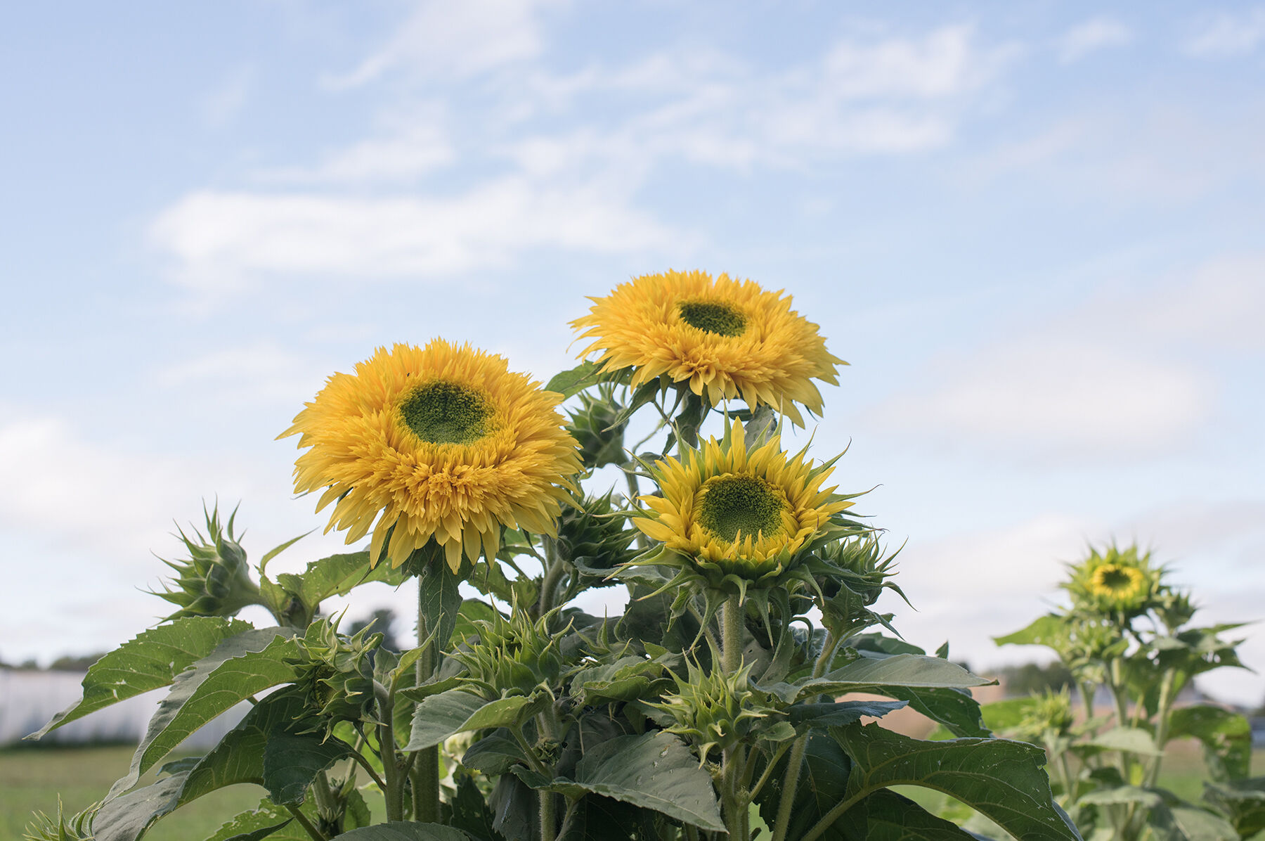 Lemonade Tall Sunflowers
