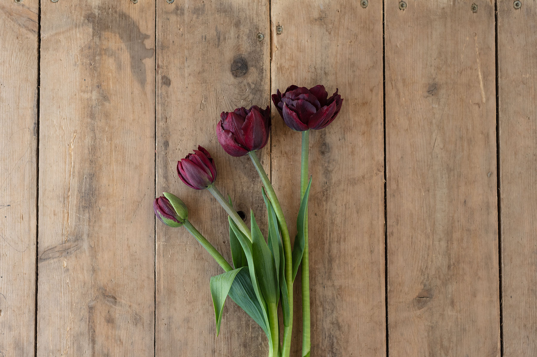 Palmyra Tulips