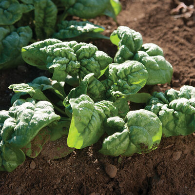 Bloomsdale Savoyed-Leaf Spinach