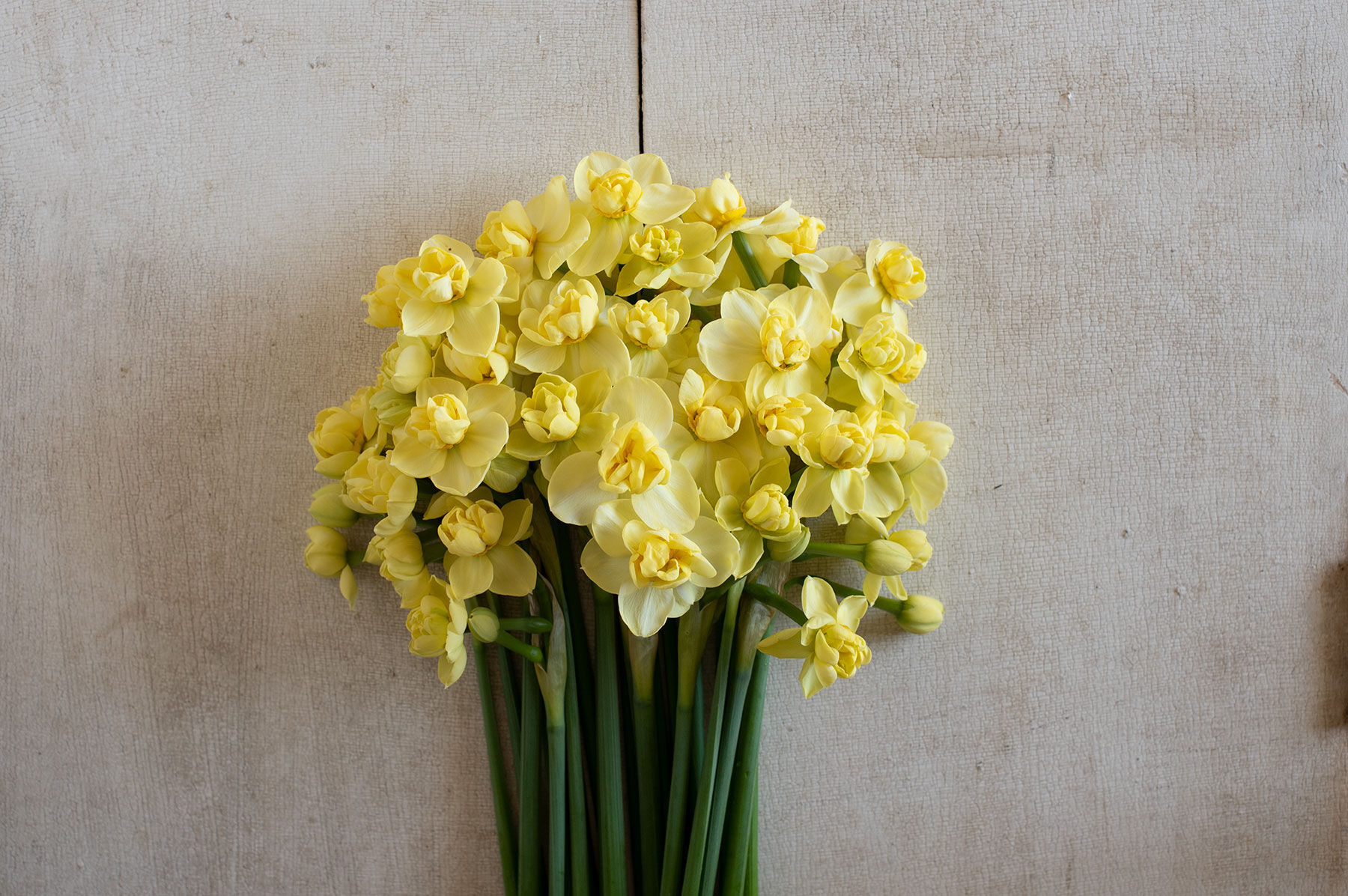 Yellow Cheerfulness Narcissus