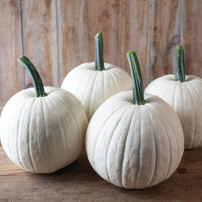 Ghost Town Specialty Pumpkins