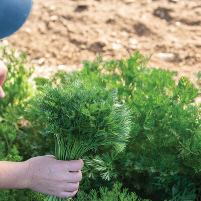 Menuette Leaf Parsley