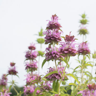 Lemon Mint Monarda (Bee Balm)