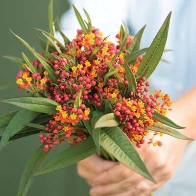 Apollo Orange Asclepias (Butterfly Weed)