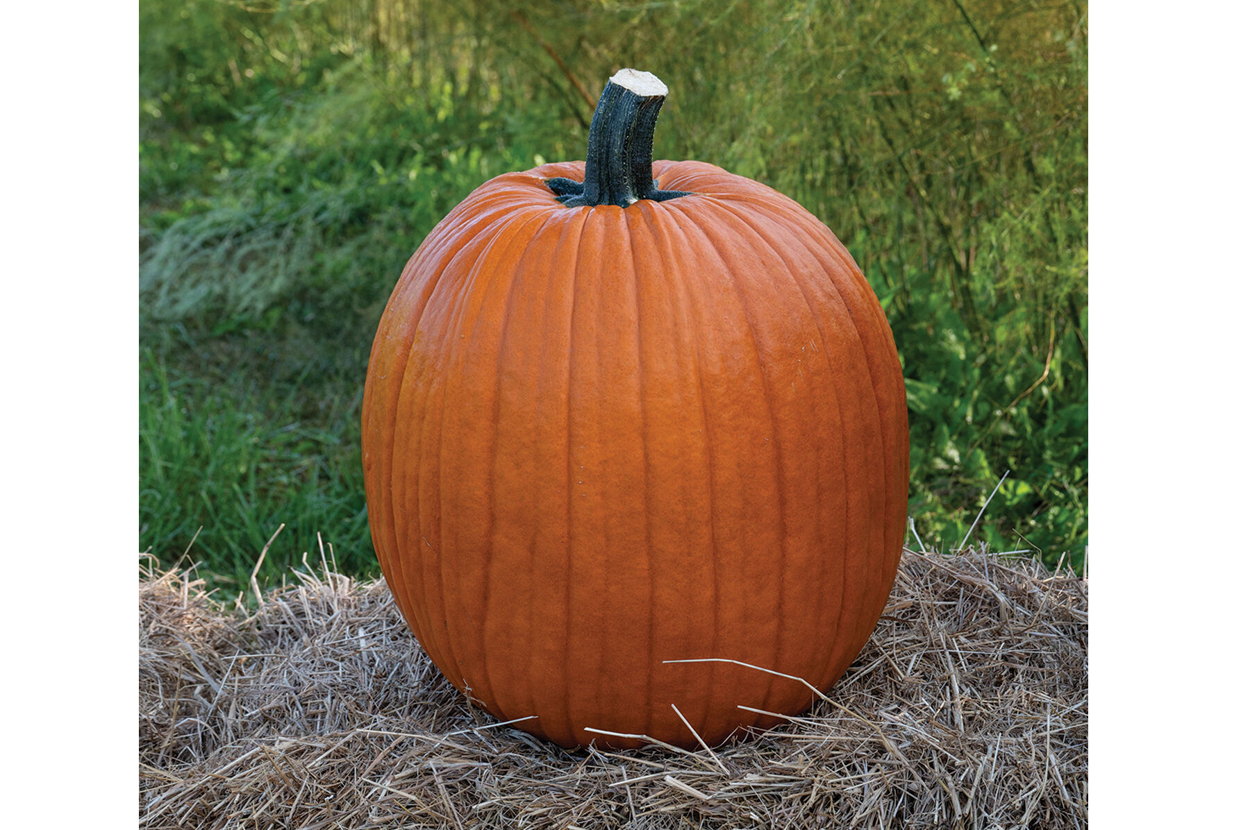 Champion Jack-o-Lanterns