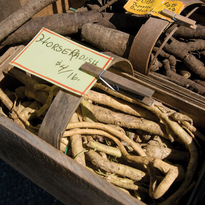 Horseradish Horseradish