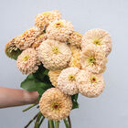 Linen Johnny's Zinnias