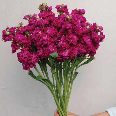 StoX® Deep Rose Stock