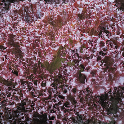 Azirka CrunchLeaf Lettuce