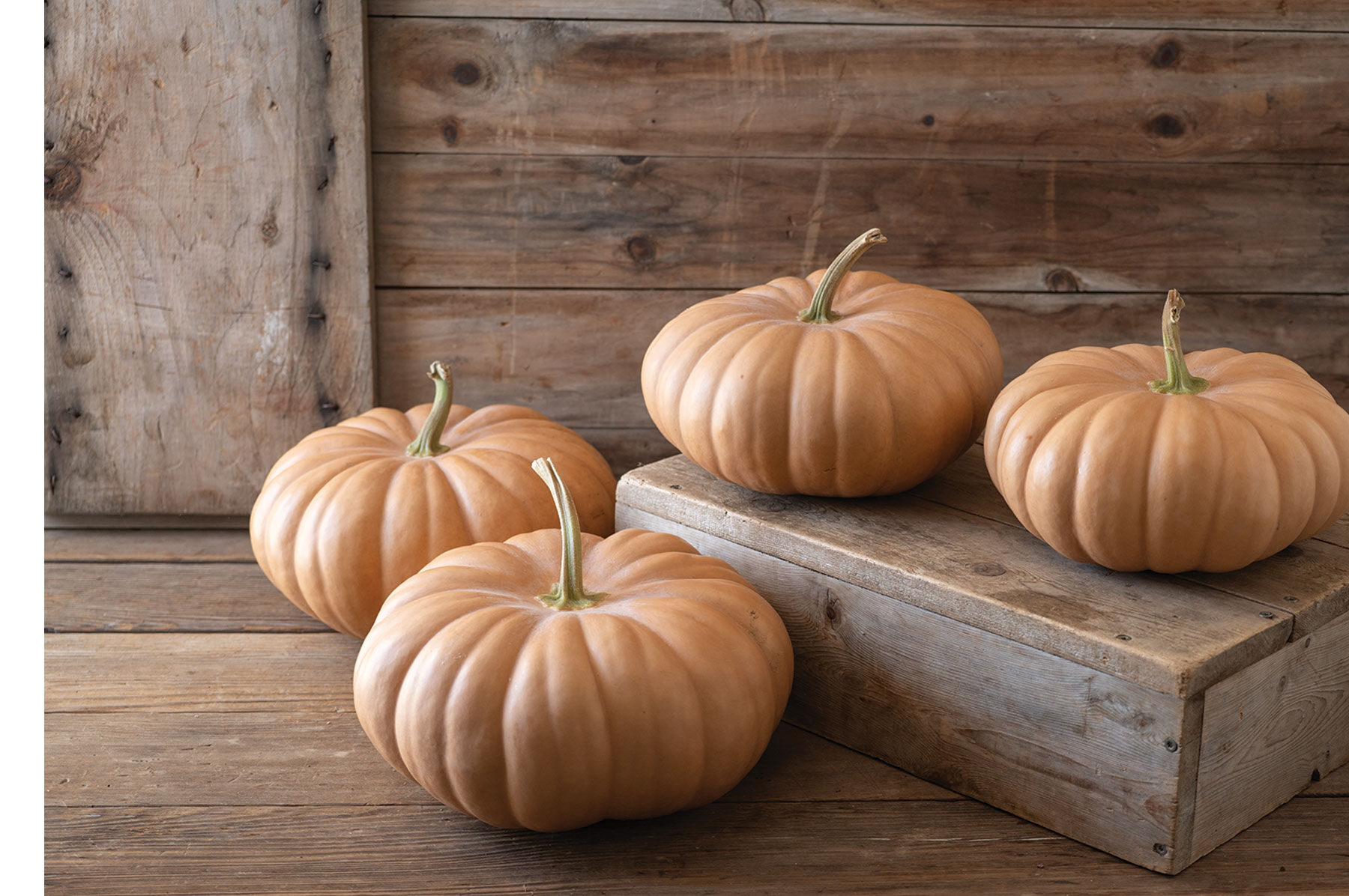 Long Island Cheese Specialty Pumpkins