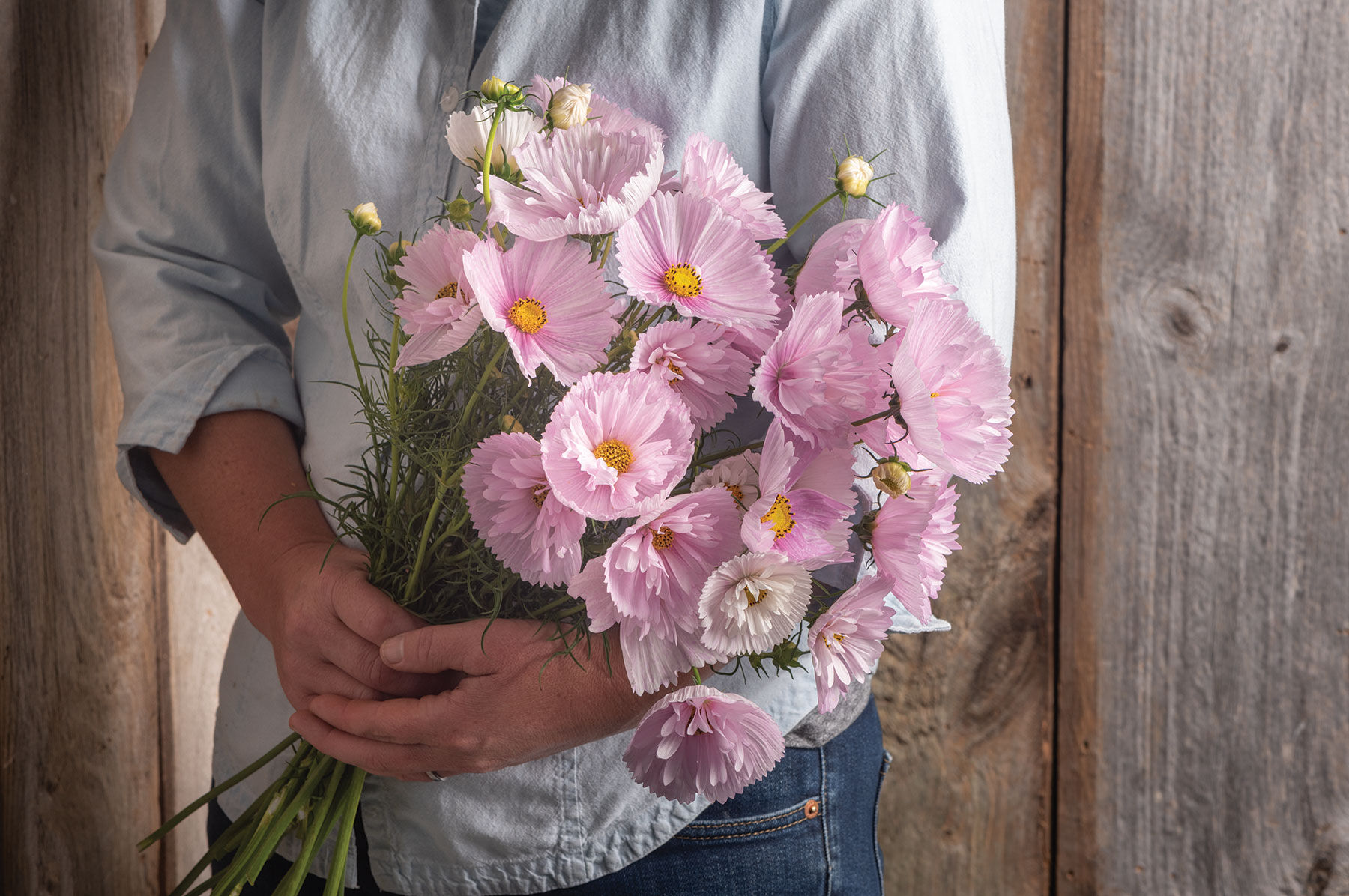 Cupcakes Blush Cosmos