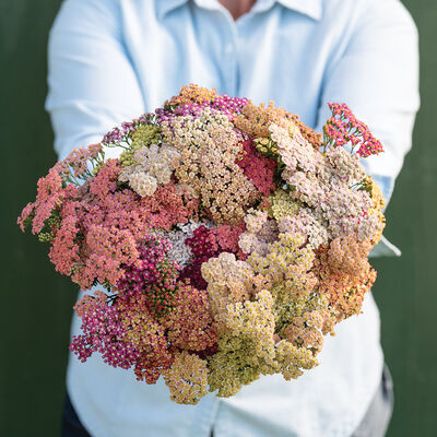 Summer™ Pastels Yarrow