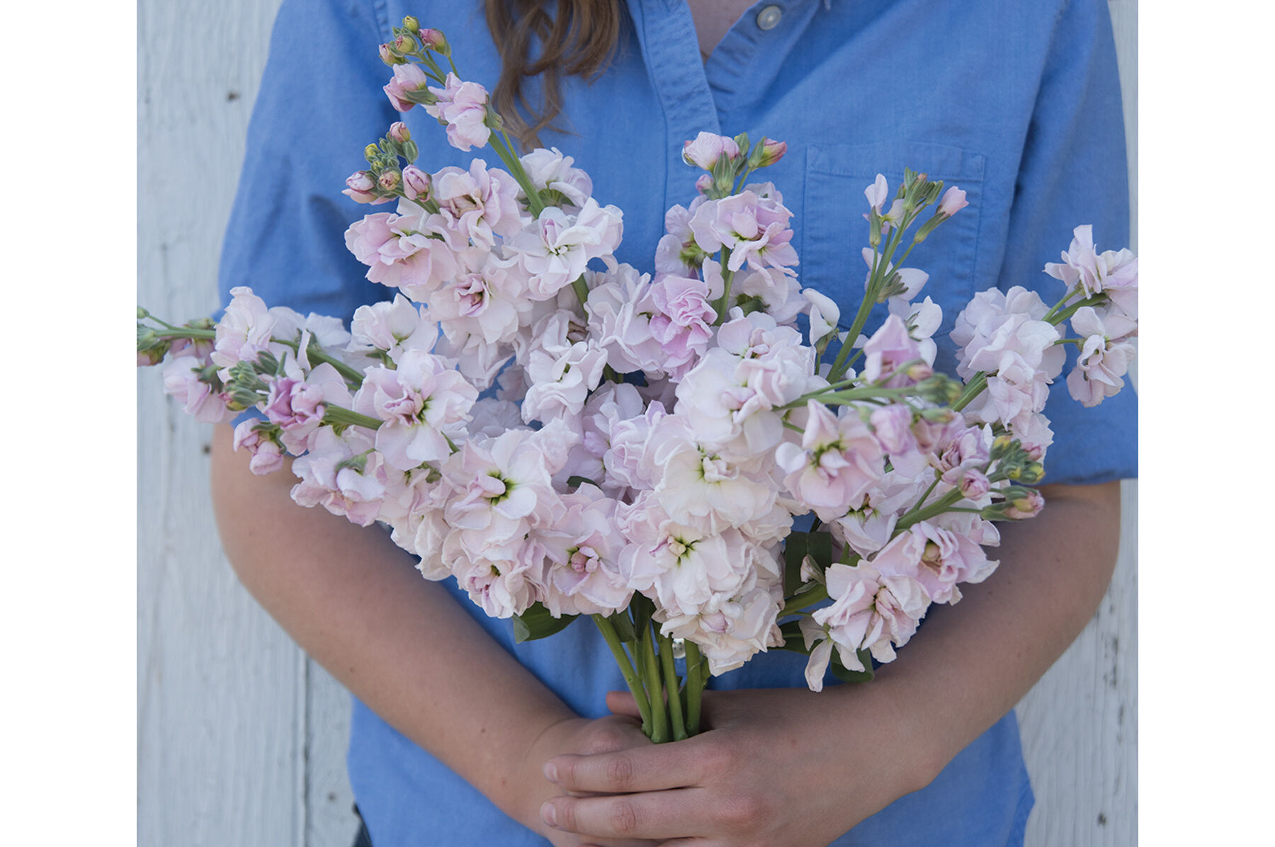 Katz Cherry Blossom Stock