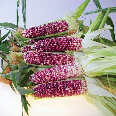 Ultra Violet Sweet Corn
