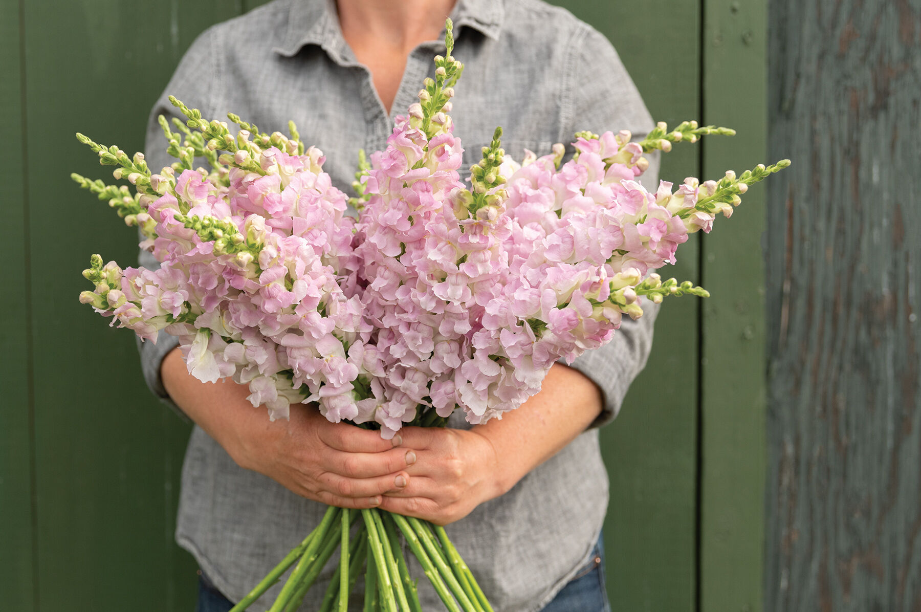 Legend&trade; Light Pink Snapdragon