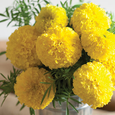 Giant Yellow Marigold