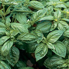 Genoveser Genovese Basil